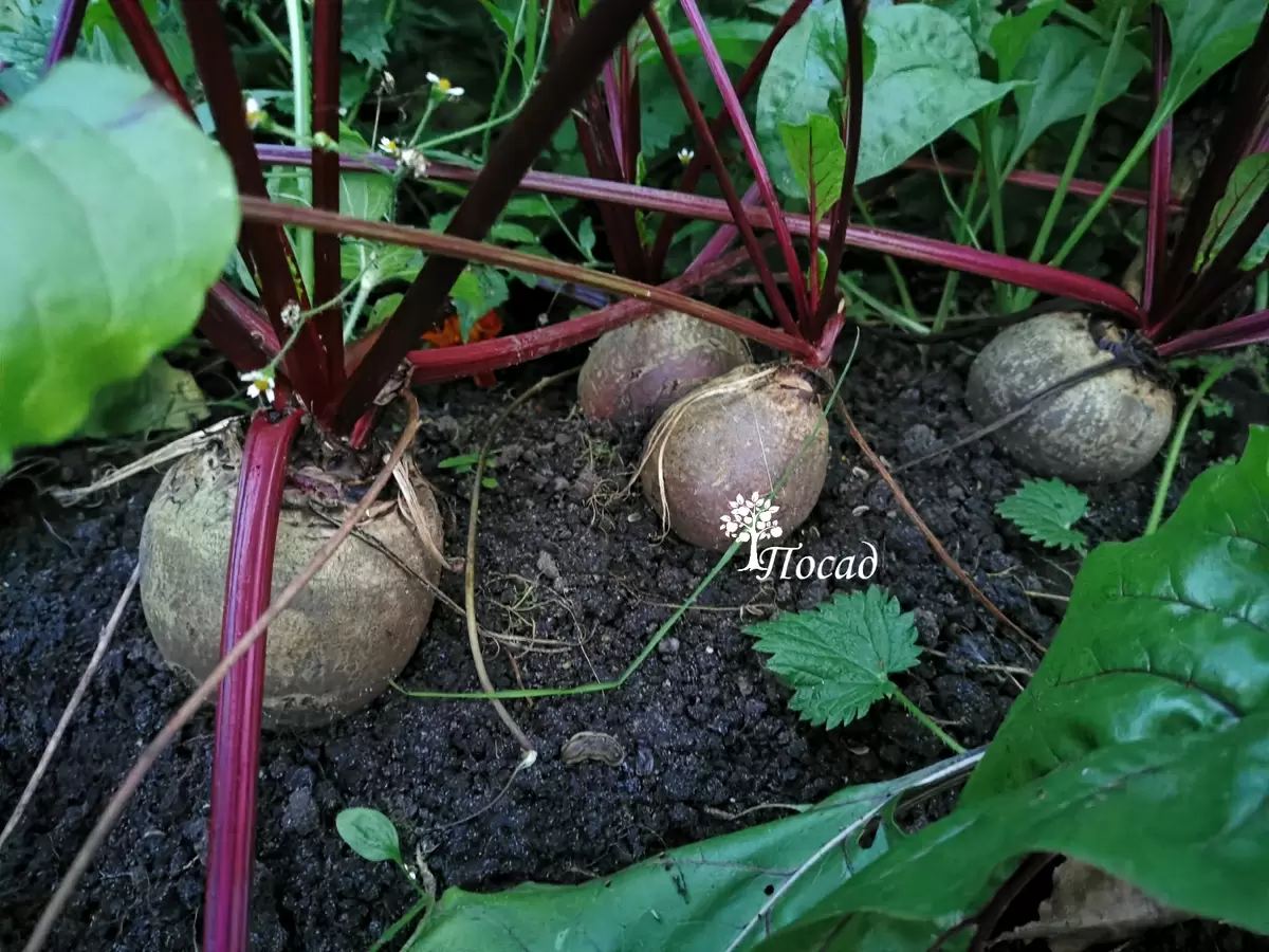 Делаем последние приготовления перед морозами: что не забыть в саду