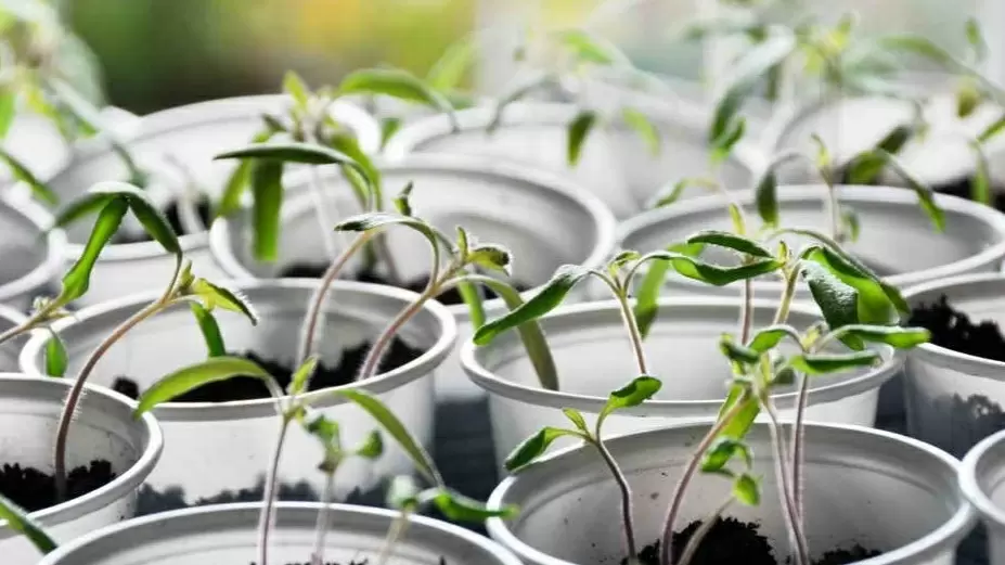 Эксперимент с народными средствами для рассады томатов: что работает, а что нет