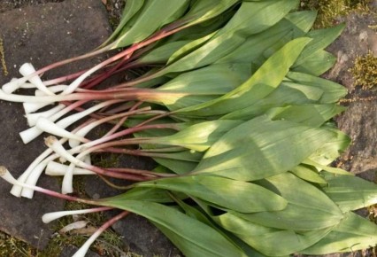 ����������� ������������ ��������� ��� ������ �������: ������� ����������� � ������������ ������