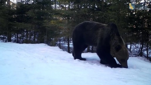 В Нижне-Свирском заповеднике медведи вышли из спячки