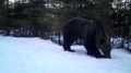 В Нижне-Свирском заповеднике медведи вышли из спячки