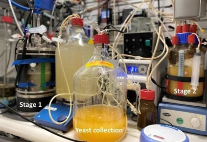 Пекарские дрожжи: новый путь к обеспечению белком и витаминами