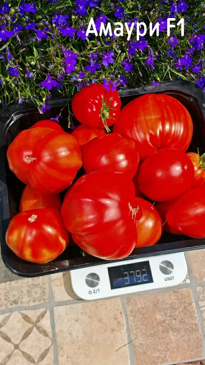 Непревзойденный томат «Амаури»: урожай и вкус на высшем уровне
