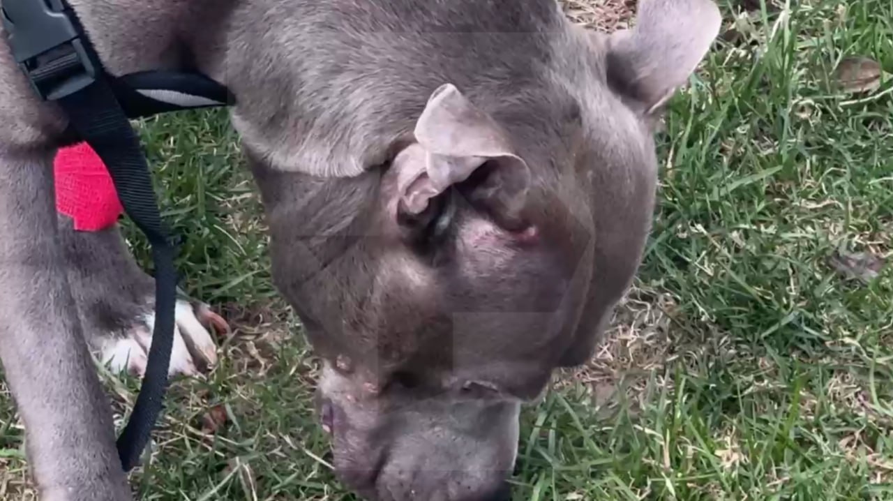 Бойцовский пес разодрал попу собаке, гулявшей во дворе с хозяйкой в Ленобласти Бойцовский пес разодрал попу собаке, гулявшей во дворе с хозяйкой в Ленобласти