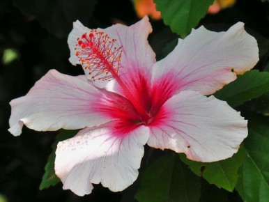 Как ухаживать за гибискусом осенью