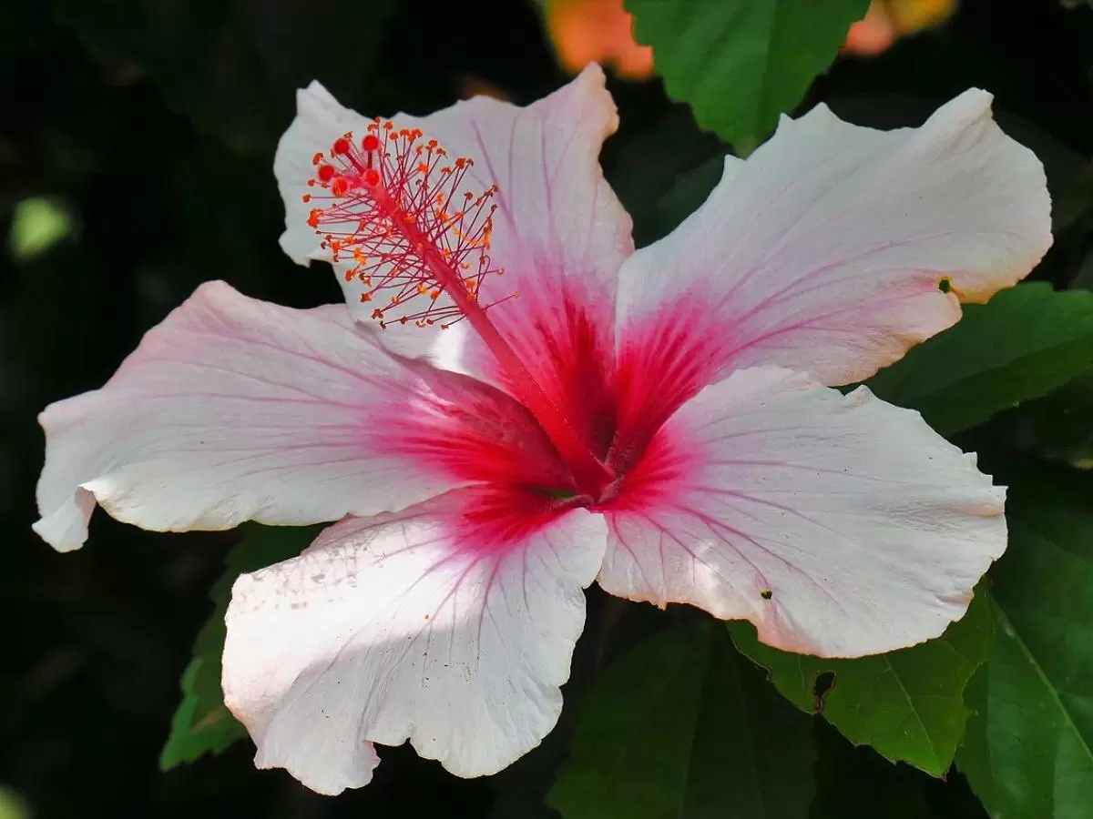 Как ухаживать за гибискусом осенью