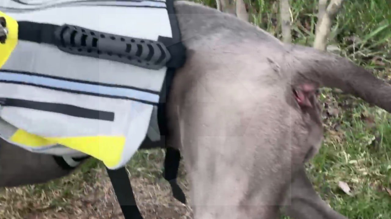 Бойцовский пес разодрал попу собаке, гулявшей во дворе с хозяйкой в Ленобласти Бойцовский пес разодрал попу собаке, гулявшей во дворе с хозяйкой в Ленобласти