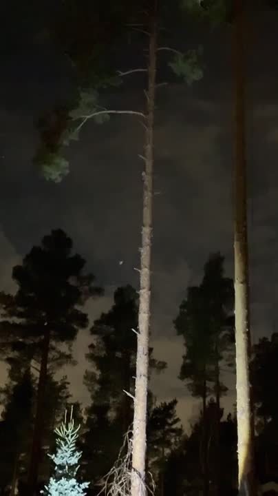 Во Всеволожске сотрудники «Кошкиспаса» снимали кота с 25-метровой сосны