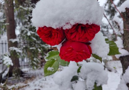 ����� ���� ��������� ������� ���: ������ ��� ��������� ������� �����