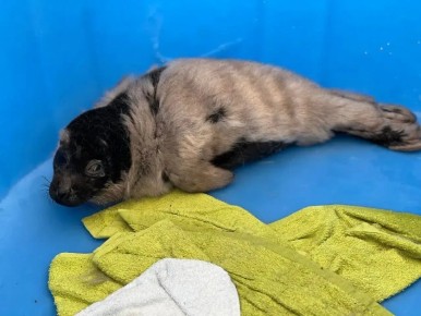 � ����� ������ ���������� ������ ��������� ����� ������� - ��������� ��������� ����� ����� ����� 4,8 ��