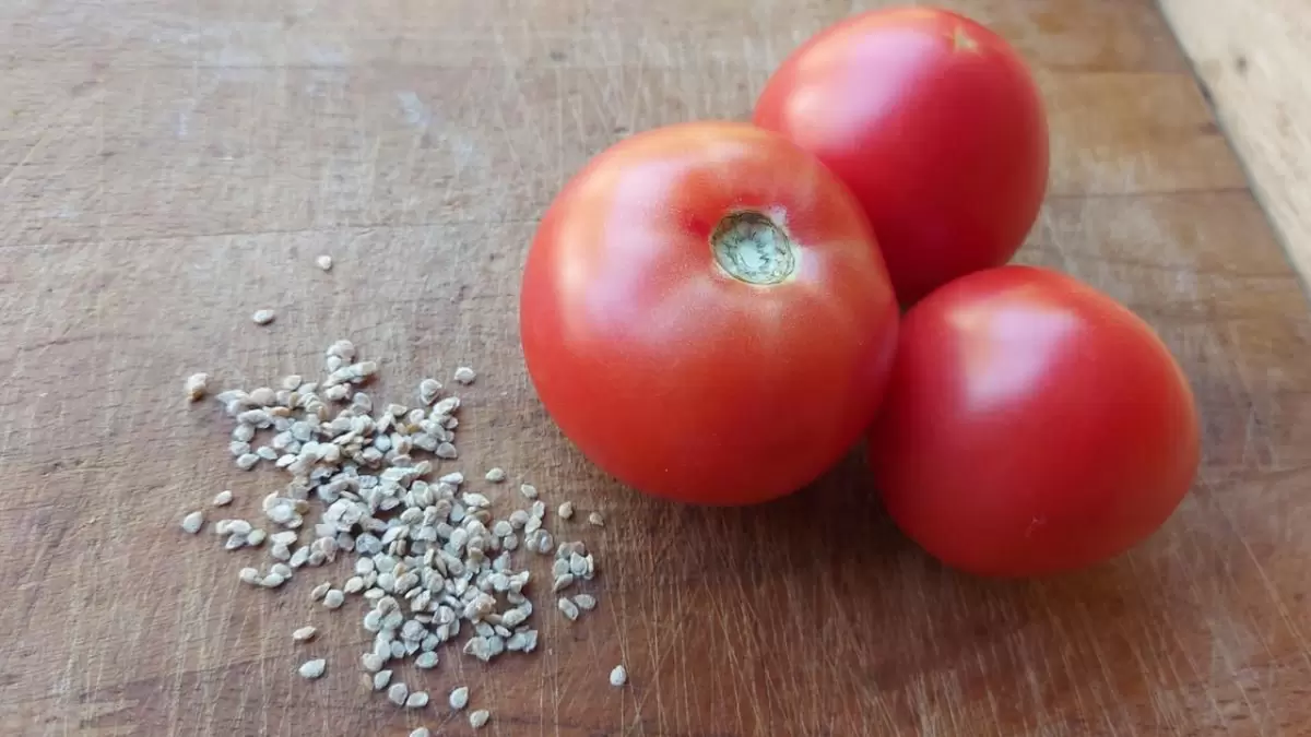 Как распознать подделку среди семян мясистых томатов: советы и рекомендации