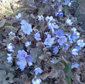 � ����� ���������� ������� ����������