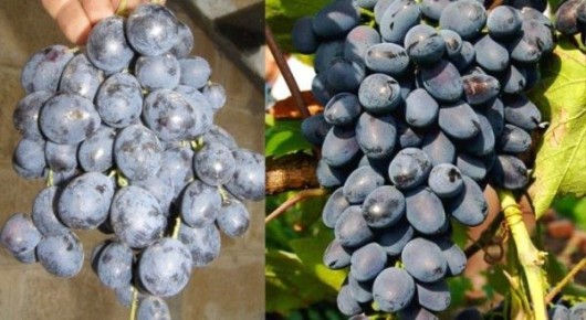 �������� ������: ��� ������������ ������������ �����