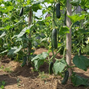 Что происходит с ценами на огурцы: рост и падение на овощном рынке