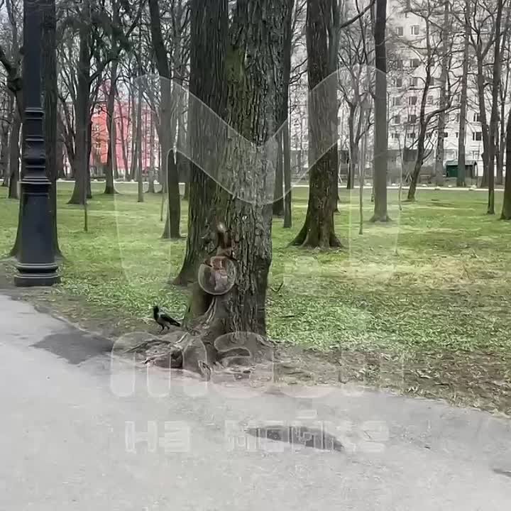 Догонялки вороны и белки во Всеволожске — бегают друг за другом, дурачатся и бесятся, передаёт наша подписчица