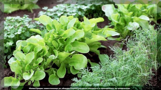 ����: ����� �������� ������ ����� �� ���������� �������