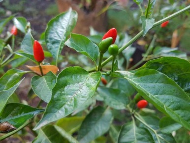 Как защитить рассаду перца от заморозков: советы для садоводов