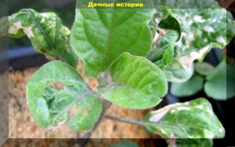 ��� �������� ������ �������: ������� ������ ��� ������� � ���������� ���������