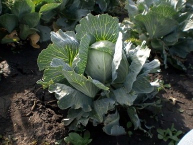 ������, ������� ������ ����� �������: ��� ��������� ��������� �������