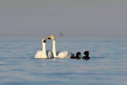 ������������� ����� ������ ������������ �� ����� � ����������