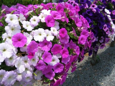 ��� ��������� ������� ������� �� ������� � ������� ������ � ������