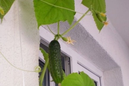 ������ ��������: ��������� ����� ��� ������� �������