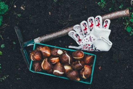 ������� ��������� �������� ����������: ������ �� ����� �� ����������, ���������� � �������