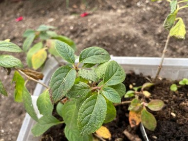 ������� �������� ����� ����������� ��������� � ������� �� ����������