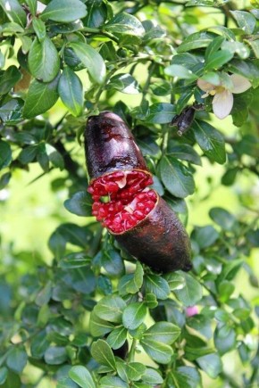 ����������� ����: ������ �����, �������� ������� � ���������