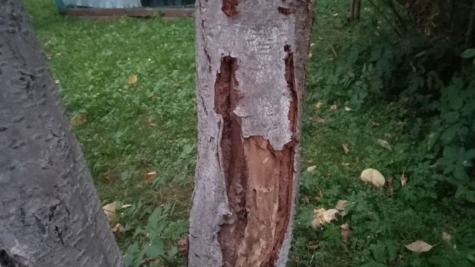 Весеннее обновление для деревьев: три эффективные смеси и распространенные ошибки