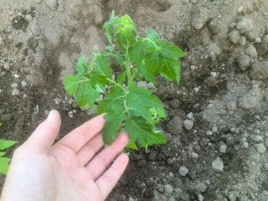 ��� ������ ��������� ������