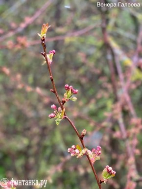 �����������, ������ ��� ����� �� ���������� � ���������� ������, �������� �� �� ���