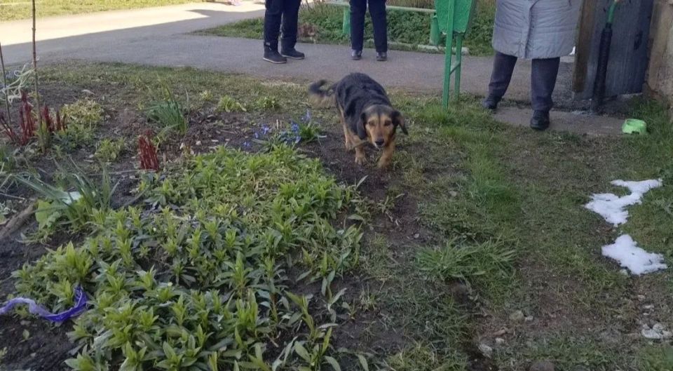Пожарные спасли собаку из пожара в Сланцевском районе