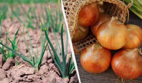 ����� ������� ����: ������ ����� ��� ���������� ������ � 2025 ����