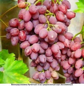 �������� ������: ������ ������ � �������� ������� � ���������� ������