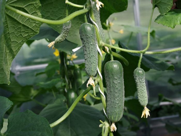 Огурец Шторм: ранний гибрид, который покоряет своим вкусом