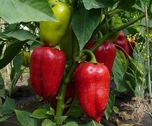 ������� ����� �����-���: ������� ��������� ����������� � ������ ��������������