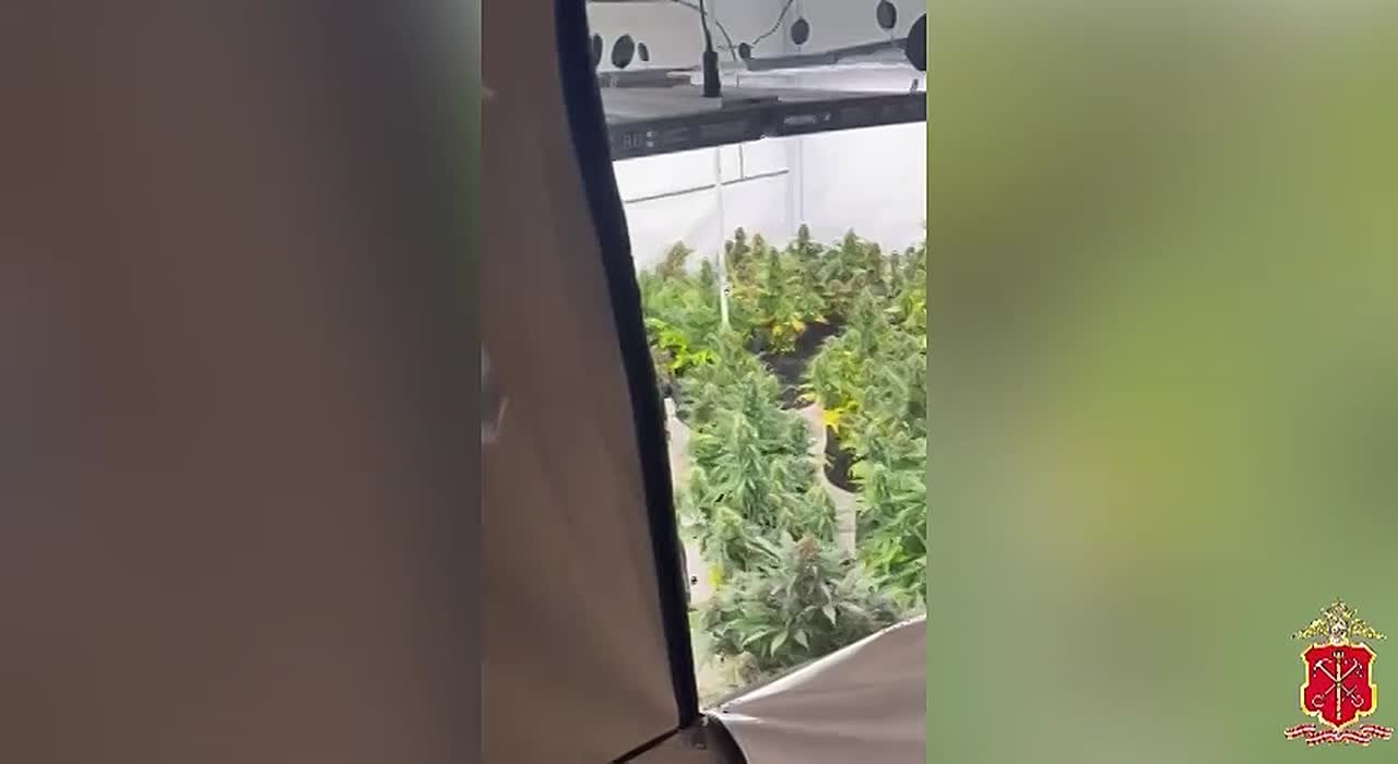 Полиция ликвидировала наркоферму под Выборгом