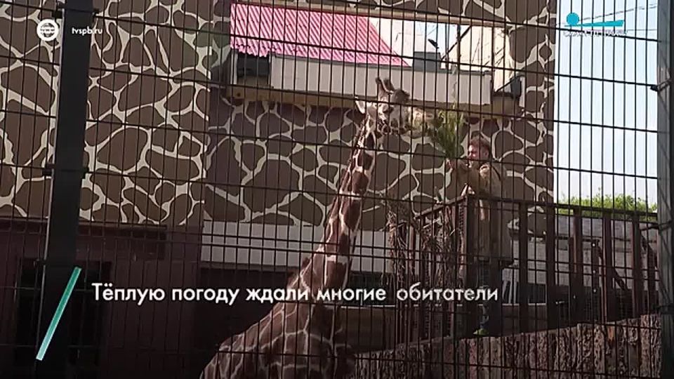 Весна пришла и в Ленинградский зоопарк