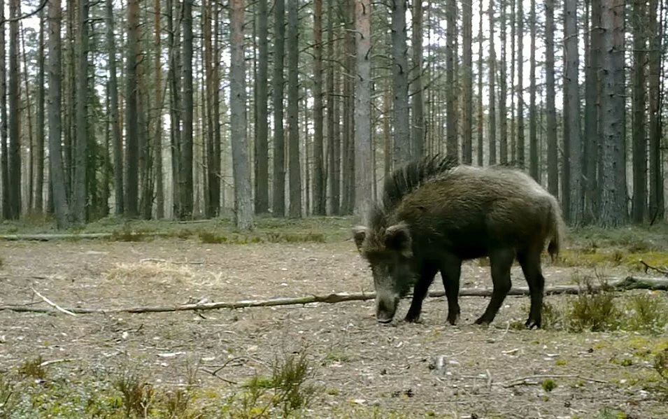 Кабана с ирокезом запечатлели во Всеволожском районе