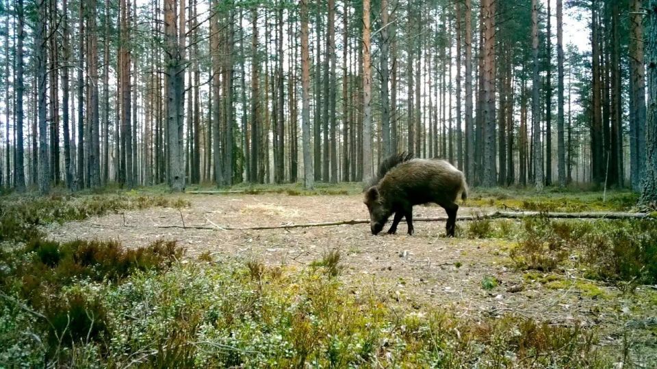 Кабана с ирокезом запечатлели во Всеволожском районе Кабана с ирокезом запечатлели во Всеволожском районе