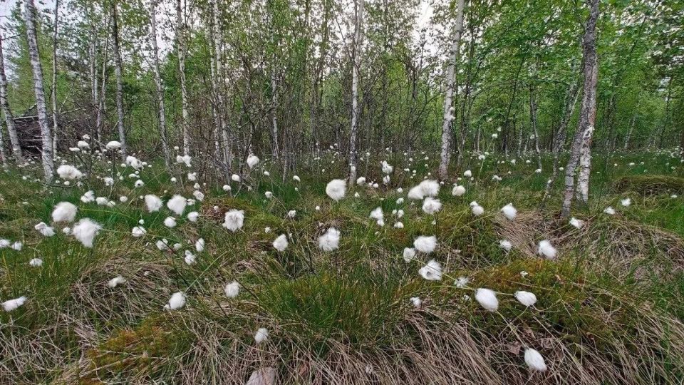 На болотах Петербурга и Ленобласти начала плодоносить пушица влагалищная — растение с белыми пушистыми «хвостиками», похожими на клочки ваты На болотах Петербурга и Ленобласти начала плодоносить пушица влагалищная — растение с белыми пушистыми «хвостиками», похожими на клочки ваты