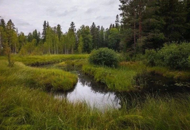 В Ленобласти появилась новая особо охраняемая природная территория — заказник «Старовозрастные леса верховьев реки Колпь» в Бокситогорском районе В Ленобласти появилась новая особо охраняемая природная территория — заказник «Старовозрастные леса верховьев реки Колпь» в Бокситогорском районе