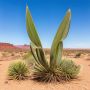 Удивительное растение, которое пережило эпохи: тайны Welwitschia mirabilis