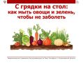 С грядки на стол: как мыть овощи и зелень, чтобы не заболеть?