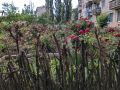 Летнее волшебство: цветущие палисадники многоквартирных домов юга