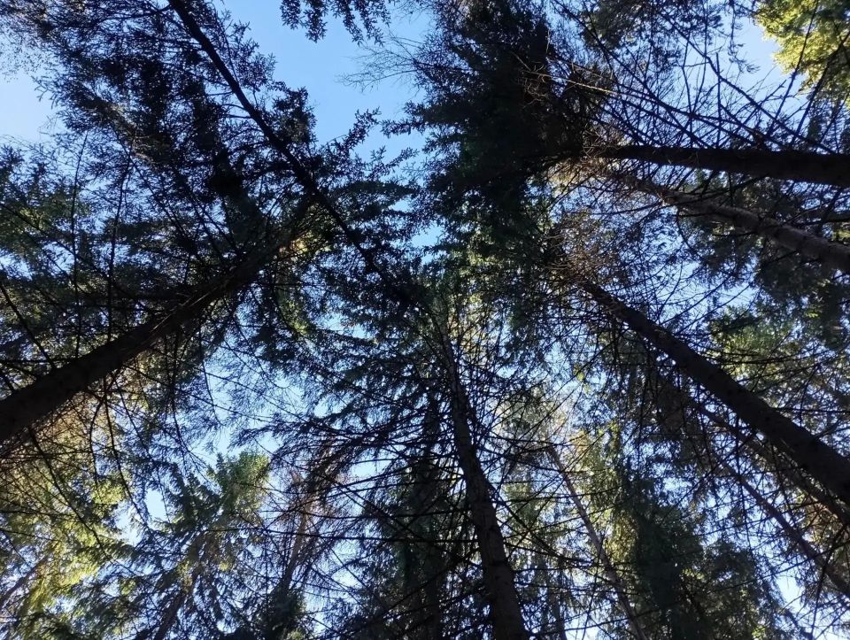 С начала пожароопасного сезона на землях лесного фонда Ленобласти зафиксировано 47 лесных пожаров на общей площади 38,67 га. Все ликвидированы силами лесной охраны в течение суток со времени обнаружения