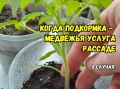 Когда не стоит подкармливать рассаду: 3 случая, когда дело может обернуться вредом
