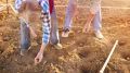 Увеличьте производительность картофеля с помощью простых советов