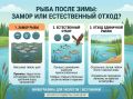 Чем грозят заморы рыбы малым водоёмам: разбор причин и меры защиты